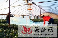 青岛崂山茶农积极做好茶树保暖工作