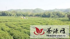 博罗公庄原生态山茶走向品牌化发展