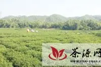 博罗公庄原生态山茶走向品牌化发展
