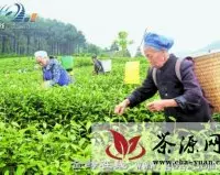 德江县万亩白茶引领农业转型