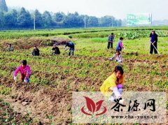 宁强县大力发展茶产业，实现产值达4.12亿元