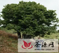 云南省茶叶协会组织专家普查楚雄州古茶树情况