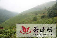 镇康县完成6000亩中低产茶园改造项目