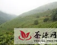 镇康县完成6000亩中低产茶园改造项目