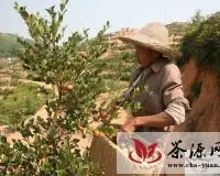 兴国县现代农业高产油茶喜获丰收