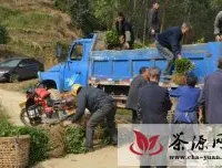 高县双河乡启动3000亩茶园连片扶贫开发种植