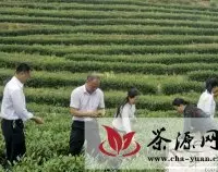炎陵县致力打造“万阳红”红茶品牌