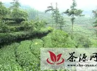 高县茶叶行业综合产值达11.6亿元