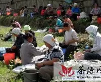 黎平县进入边茶采摘季节
