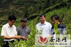 茶叶专家赴三江县指导标准茶园创建工作