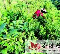 惠州惠阳区茶协打造本地茶品牌