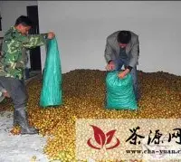 黎平高屯镇积极推进低产油茶改造工作