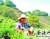 永春县致力发展茶产业助农增收致富