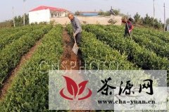 赣榆县4万亩茶园进入冬季整理时期