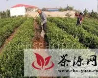 赣榆县4万亩茶园进入冬季整理时期