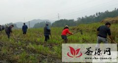 高县潆溪乡拉开建设万亩生态观光茶叶基地序幕