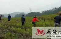 高县潆溪乡拉开建设万亩生态观光茶叶基地序幕