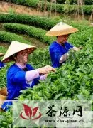 茶叶成为三江县农民收入支柱产业
