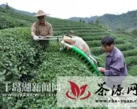 淳安临岐溪口茶厂首次投入碾茶生产