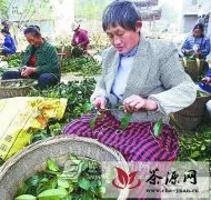 咸丰县新发展无性系良种茶1.26万亩