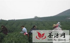 安顺西秀区荣获2013年全国重点产茶县称号