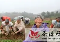 重庆永川区茶农秋雨绵绵栽种茶苗