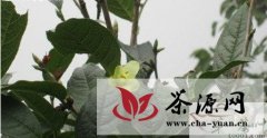 四川省首次发现濒危植物小黄花茶