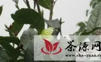四川省首次发现濒危植物小黄花茶