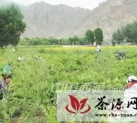 西藏明年计划推广种植金银花面积650亩