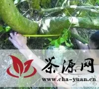 南雄市发现大型野生古茶树种群