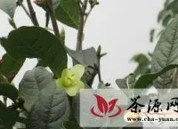 四川省首次发现濒危植物小黄花茶7株