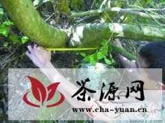 南雄百顺镇发现大型野生古茶树种