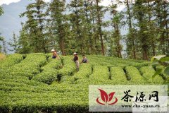 筠连县打造2.2万亩四村联产茶叶走廊