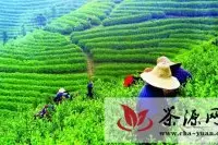 五莲县潮河绿茶开始进入秋茶采摘期