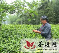 高县：十年紧盯茶产业 支部引来致富泉