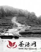泥石流冲毁杭州梅家坞数千棵茶苗