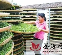 韶关曲江罗坑镇发展茶叶产业奏响茶乡变奏曲