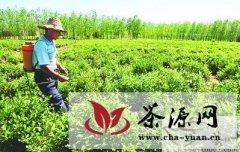 巢湖市坝镇做大做强特色茶叶产业