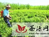 巢湖市坝镇做大做强特色茶叶产业