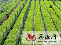 泰安引进4000多株“碧香早”茶叶新品种