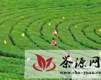 梁河县茶技站力促茶叶产业发展纪实