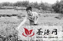 夹江青年返乡种茶创业成“示范”