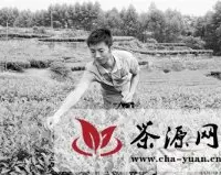 夹江青年返乡种茶创业成“示范”