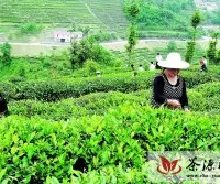 十堰市茶叶产业发展现状与建议