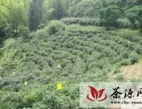 安化县打造创新茶叶病虫防控模式