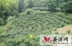 安化县打造创新茶叶病虫防控模式