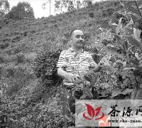 广西第一家红碎茶出口企业起死回生