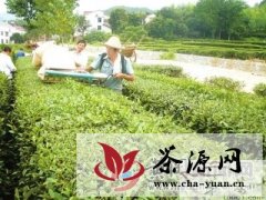英山县温泉镇茶农用上机械采摘茶叶