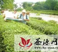 英山县温泉镇茶农用上机械采摘茶叶