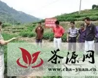 泉州市组织茶农赴安溪学习技术备战秋茶生产
